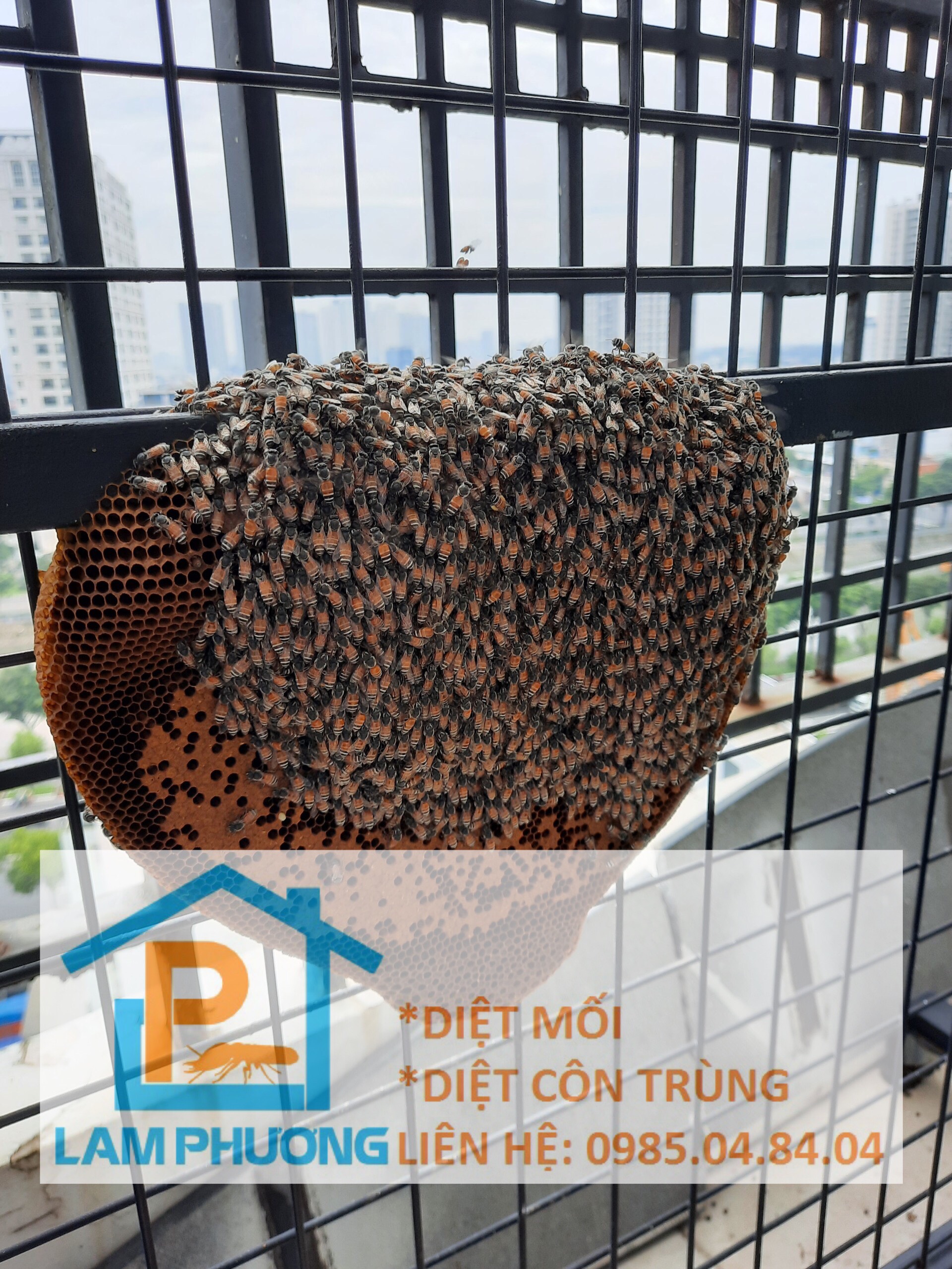 Bạn đang lo lắng vì khu vườn nhà bạn bị đầy những tổ ong phức tạp? Hãy đến với dịch vụ bắt ong chuyên nghiệp của chúng tôi. Với đội ngũ nhân viên tay nghề cao, chúng tôi cam kết mang lại cho bạn một không gian yên tĩnh và an toàn hơn.
