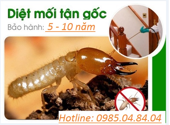 Chính Sách Dịch Vụ Diệt Mối Lam Phương